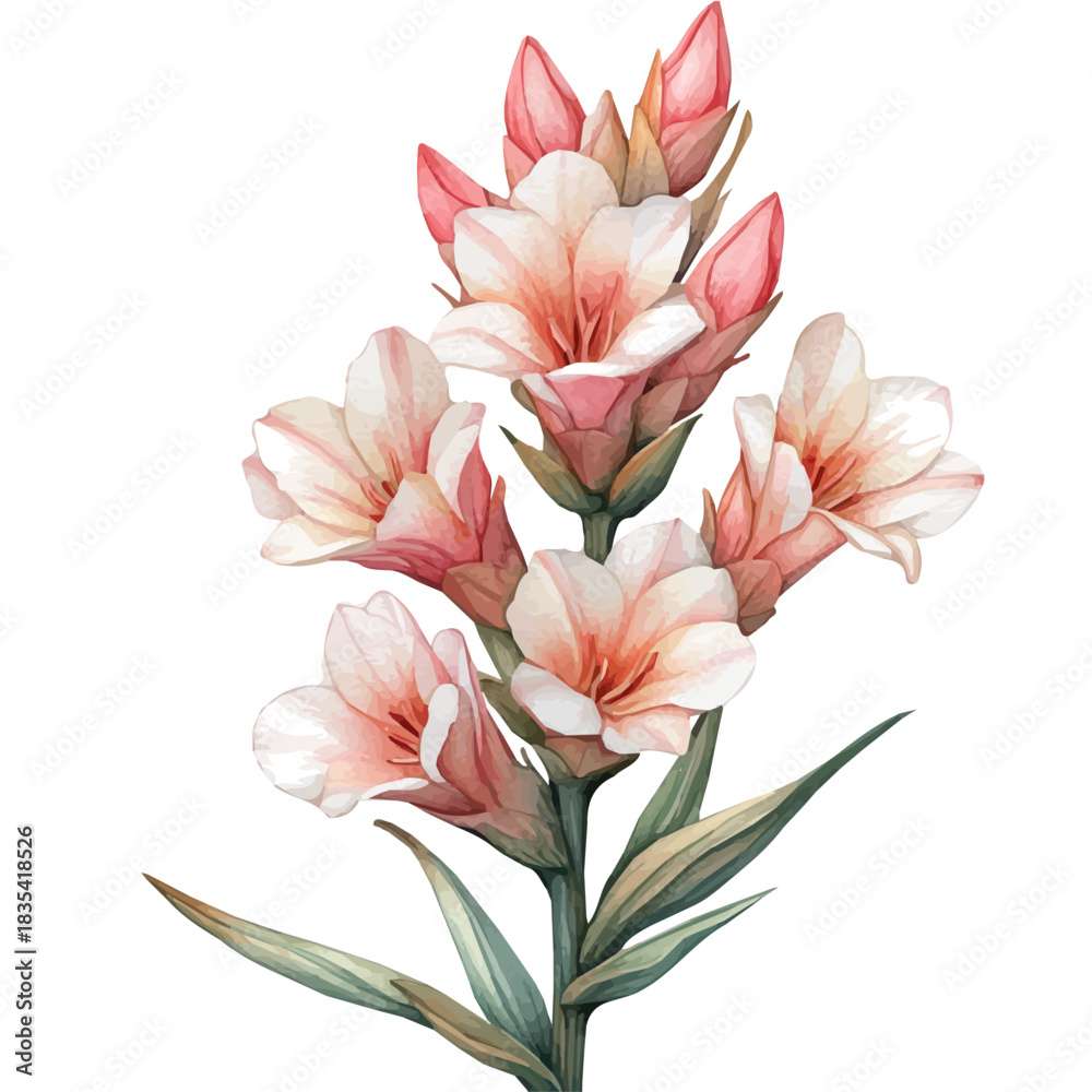 Naklejka premium watercolor graphic of Tuberose Flower illustration, isolated on a white background.