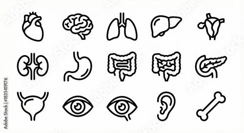 black white organ icons, monochrome anatomy icons, medical vector set, human organs outline, brain heart liver lungs kidney, minimal line icons, healthcare ui, anatomy pack, hospital vector design
