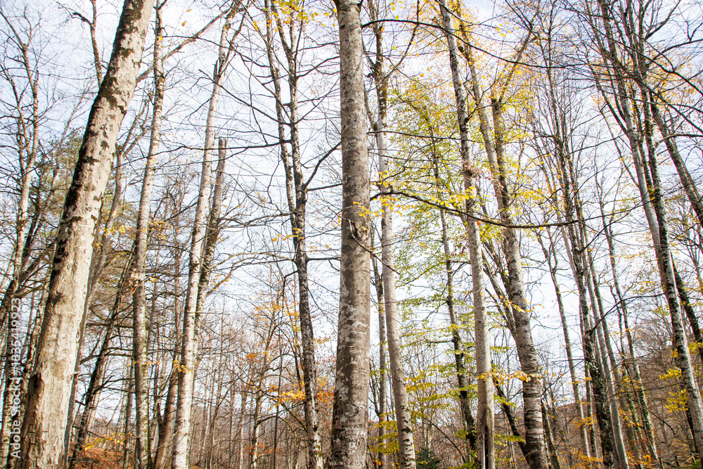 Fototapeta premium long trees in the woods