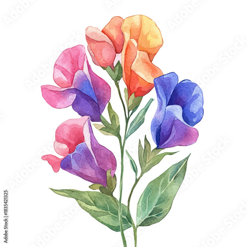 Sweet Pea Flower, vibrant watercolor vector, isolated on a white background, high quality and detailed design.