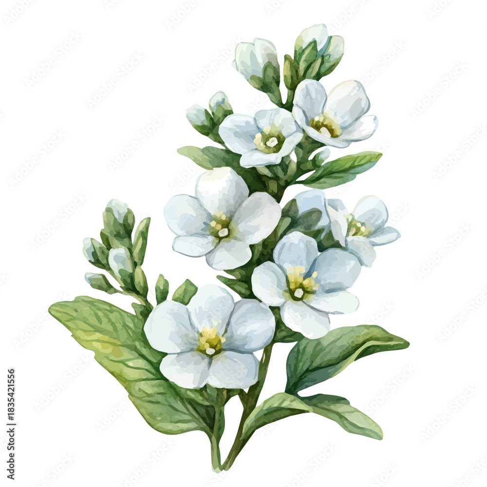 Obraz premium Sweet Alyssum Flower, beautiful watercolor illustration, isolated on a white background, soft and delicate colors.