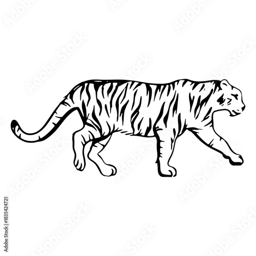 Tiger hand drawn walking