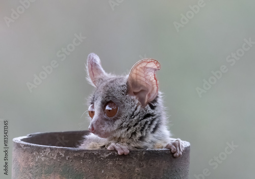 Lesser bushbaby about to emerge for a night of foraging from its day time hiding place ina metal fence pole, Crocodile Brige Camp, Kruger Park