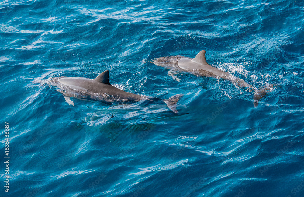 Fototapeta premium Two dolphins swimming together in light bluw water