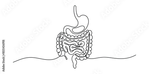 Continuous line drawing of human digestive system