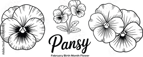 Hand drawn pansy flower line art set, February birth month floral illustration for coloring book, tattoo design, wedding decor, clipart
