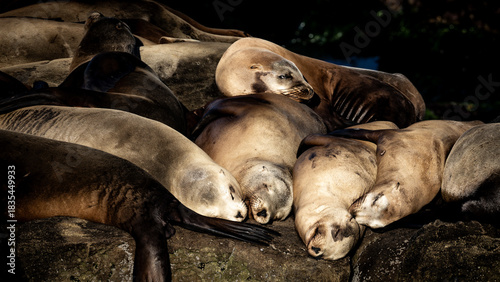 sea lions resting