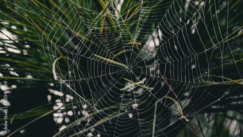 spider web with dew drops
