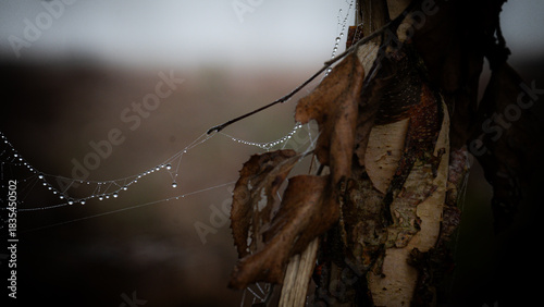 droplets on a spider web 