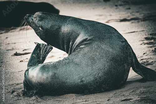 california sea lion