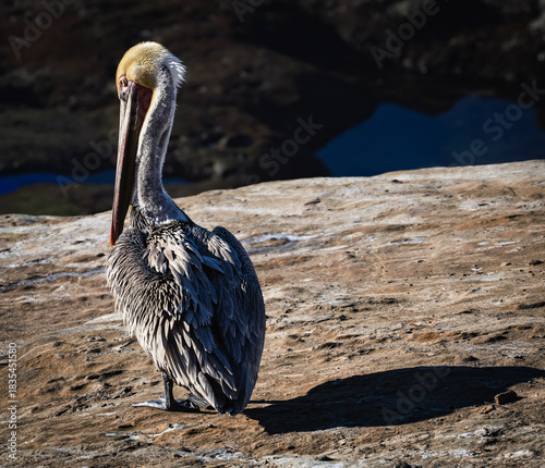 pelican on a rock