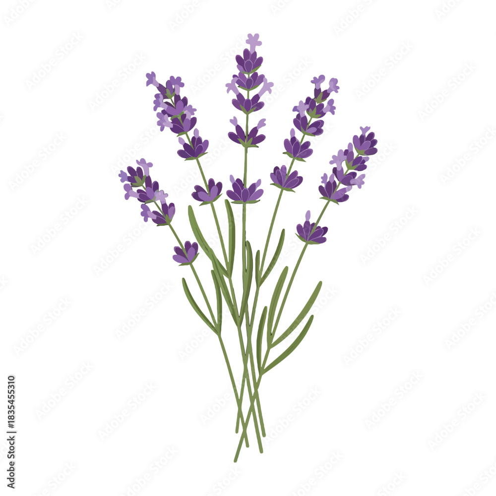 Naklejka premium Illustration of a bunch of lavender flowers against a white background