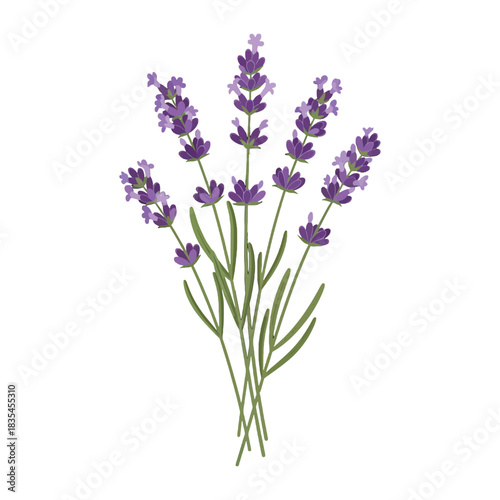 Illustration of a bunch of lavender flowers against a white background
