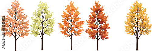 Autumn tree illustration, deciduous foliage color change, seasonal nature vector, fall landscape design, plant biology concept, educational, artistic template