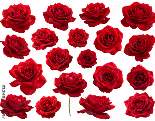 Mixed Angle Red Rose Flower Set with Realistic Petals, Transparent PNG Collection