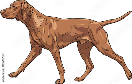 Hungarian Vizsla dog walking trotting gait elegant movement