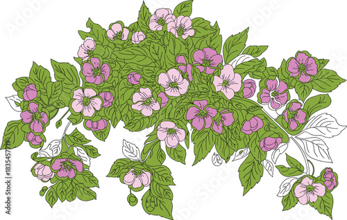 Flowering plant vector illustration, pink blossoms and green leaves, detailed foliage, stylized garden element, decorative botanical clipart, seasonal floral design asset