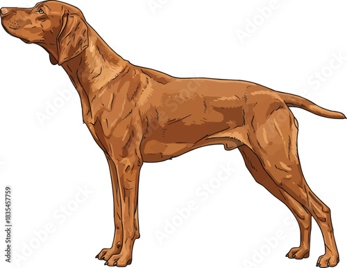 Hungarian Vizsla dog standing side profile vector illustration