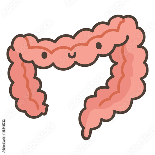 Human body intestine organ