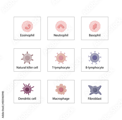 Cells of the innate and adaptive immune system, Hematopoiesis cell type scheme, stem cell, B and T lymphocytes, Basophil, neutrophil, eosinophil, monocyte, dendritic cell, macrophage and plasma cells.