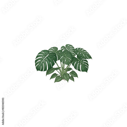 Lush green monstera deliciosa houseplant