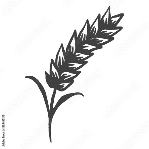 Image of barley to make beer