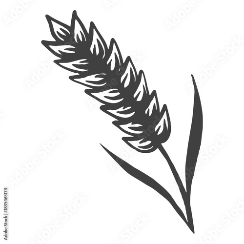 Grainy barley used to brew beer