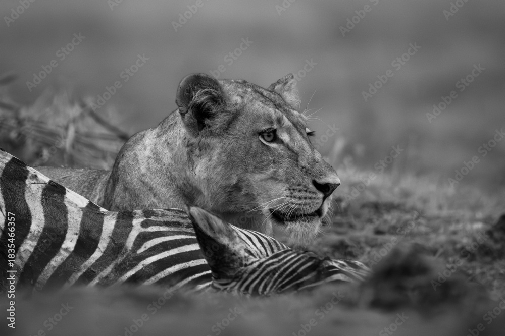 Obraz premium Mono lioness lies with zebra on grass