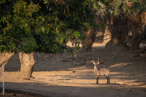 Male waterbuck stands in clearing watching camera