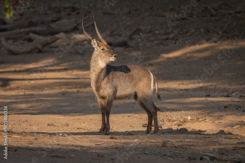 Male waterbuck stands turning head in clearing