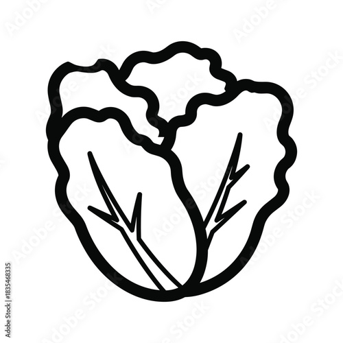 Illustration of fresh lettuce head, ingredient for salads, source of vitamins and fiber