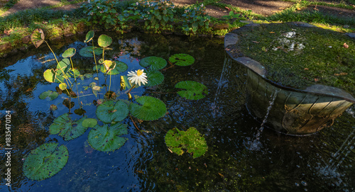 Closeup of a Koi Pond with Water Plants and Flowers.