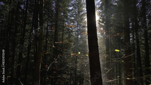 Sun Shining through Misty autumn Forest, Cinematic Nature Background