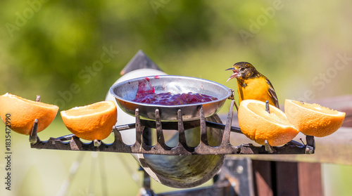 Εκτύπωση καμβά oriole sticking tongue out