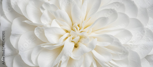 Macro of a white Cloud Dancer flower with tender petals, a delicate and serene floral texture for a wellness background or elegant banner.