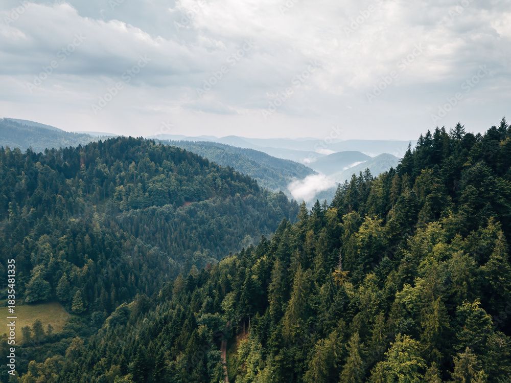 Fototapeta premium Black Forest Summer Landscape with Dense Coniferous Trees, Idyllic German Nature and Hiking Trails