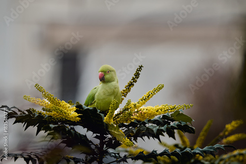 A green parakeet is perched in a tree.