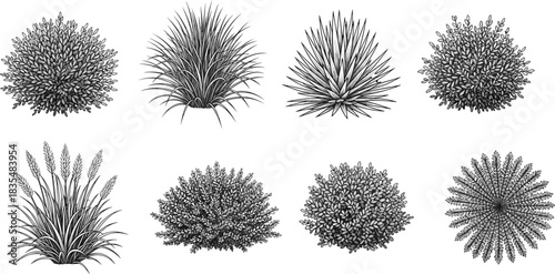Set of Eight Hand- Drawn Black and White Illustrations of Bushes and Grasses Keywords: bushes, plants, grasses, botanical