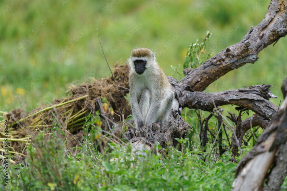 Obraz premium vervet