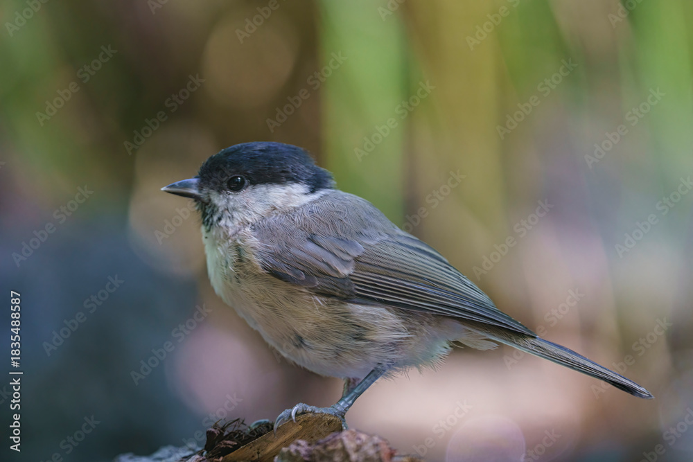 Obraz premium mésange nonette
