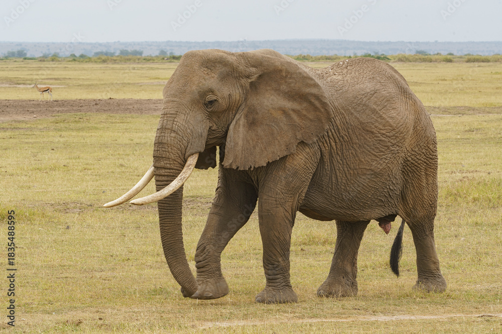 Fototapeta premium éléphant