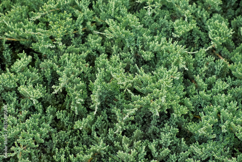 Photos Juniperus Procumbens Nana