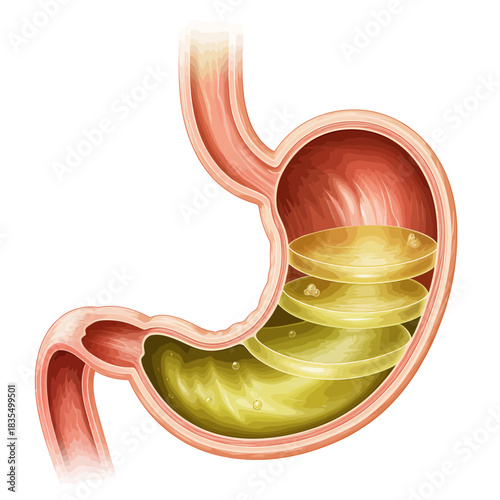 Human Stomach Anatomy Illustration Showing Gastric Acid Layers and Food Digestion Process with Esophagus and Duodenum