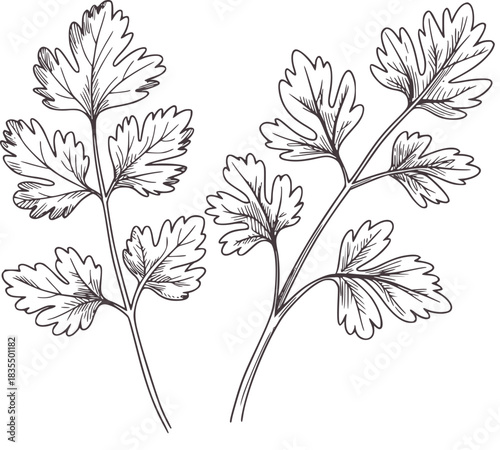 Black and white hand drawn parsley herb leaves leaf