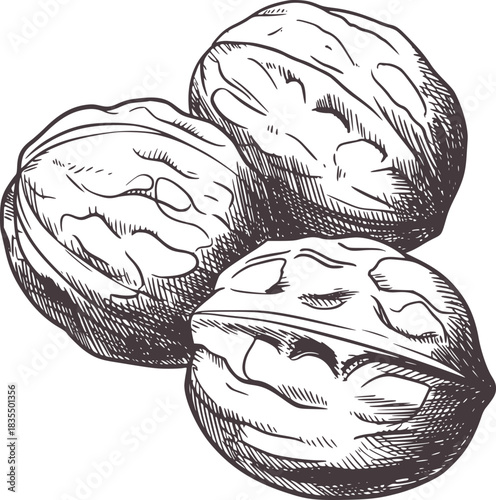 Black and white sketch of three walnuts food drawing