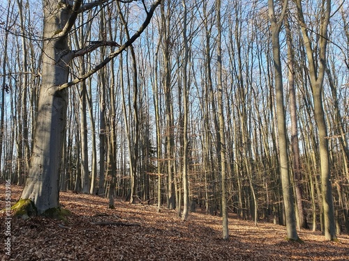 A beech forest illuminated by the low afternoon sun in early spring