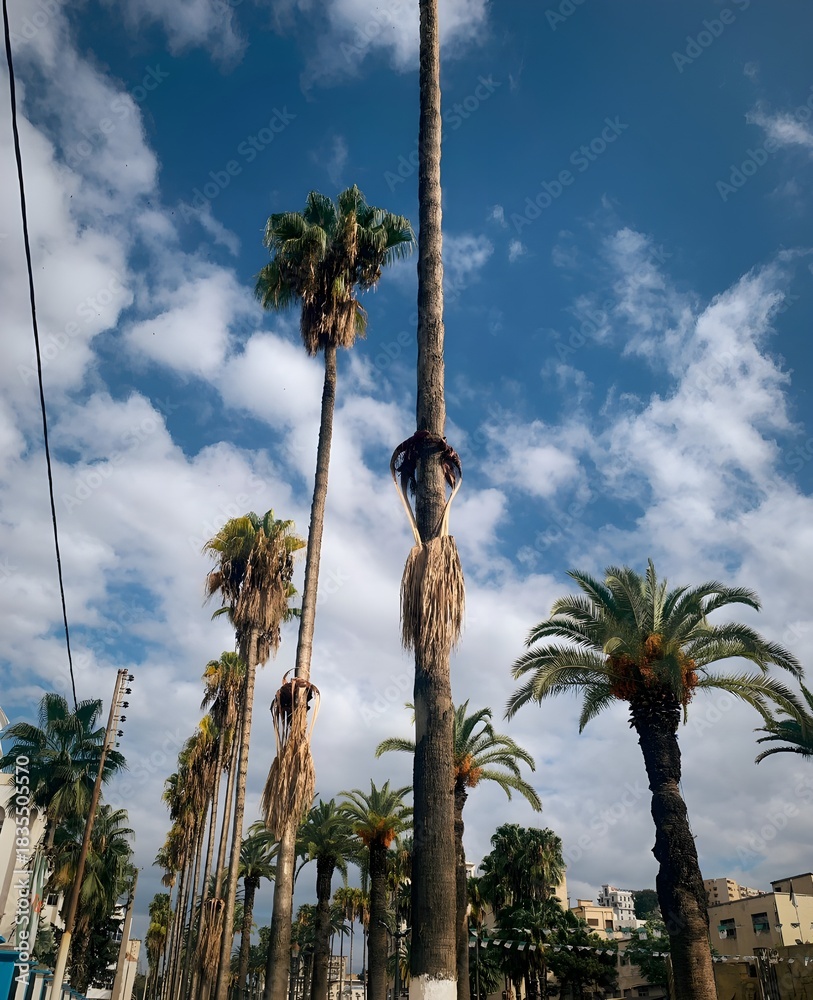 Naklejka premium palm trees in skikda algeria