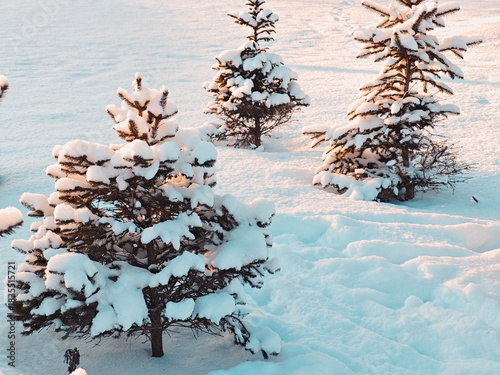 Spruce trees in snow, beautiful winter branches with fresh snow texture.