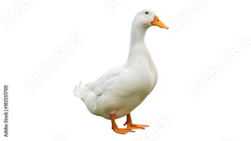 Pekin duck isolated PNG on transparent background, domestic waterfowl with white plumage and orange beak for animal and nature designs