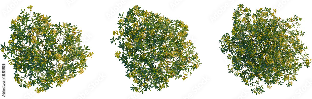Naklejka premium Rhododendron luteum tree plan, top view, cutout, transparent background, isolate, Exotic shrub with golden blossoms offers elegant natural decoration